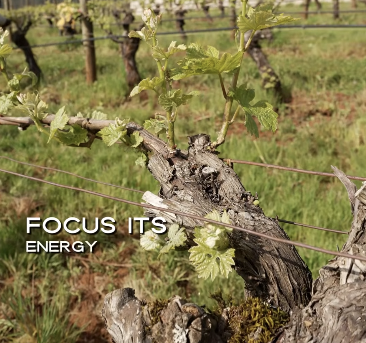 Photo of a grape vine undergoing shoot thinning.